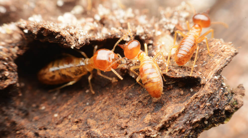 How to Get Rid of White Ants